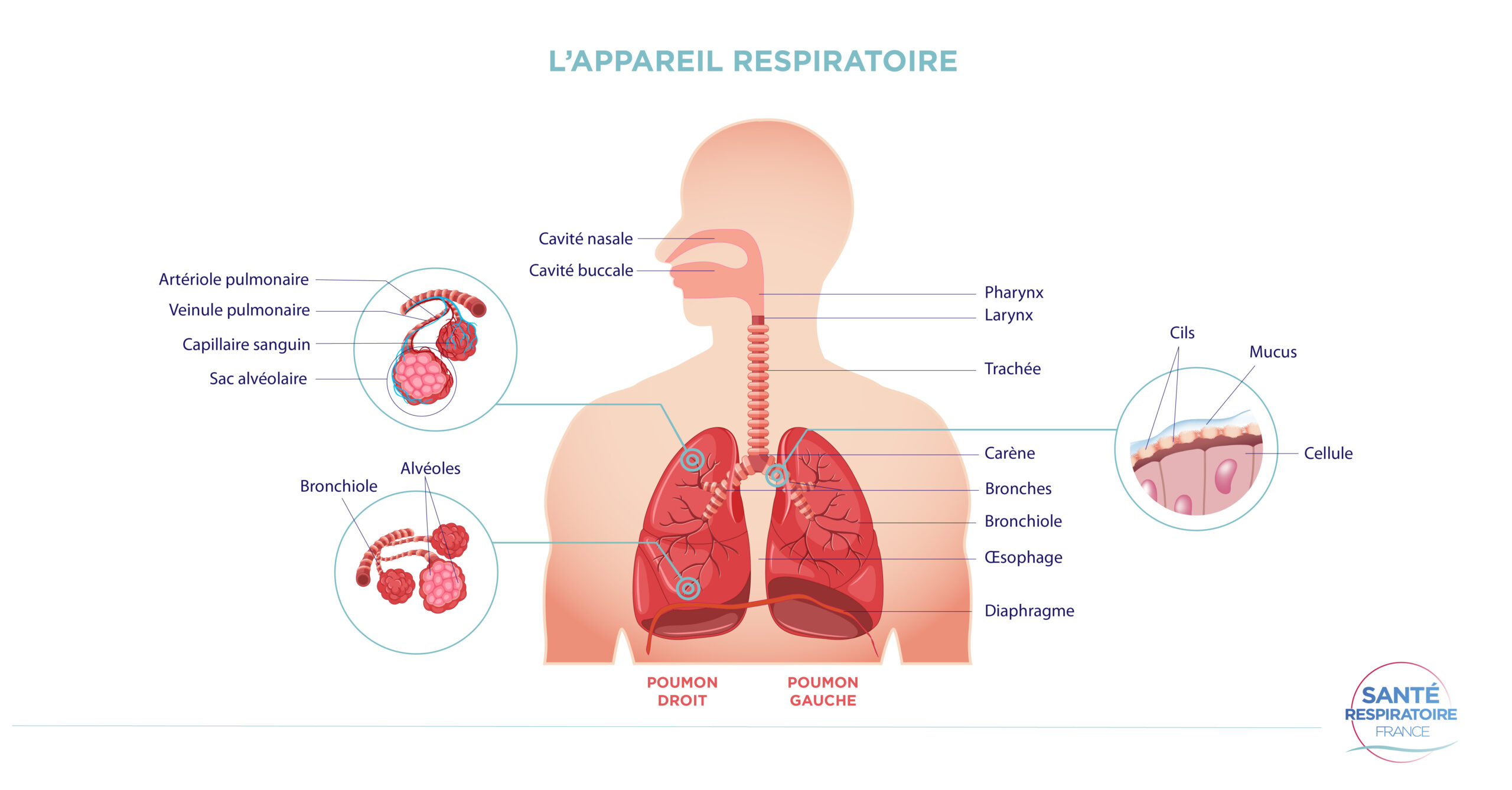 Role De L Appareil Respiratoire PMMQEN role-de-l-appareil-respiratoire-pmmqen
